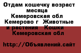 Отдам кошечку возраст 4 месяца.  - Кемеровская обл., Кемерово г. Животные и растения » Кошки   . Кемеровская обл.